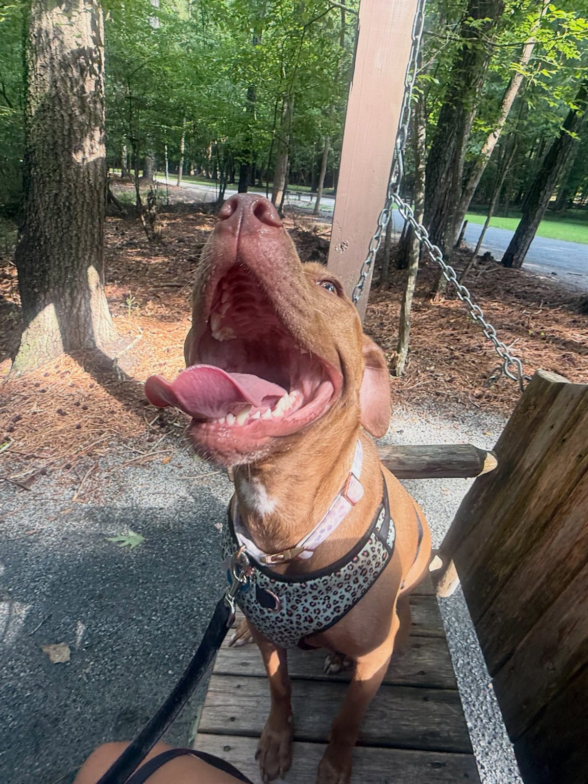 A happy dog cared for by Kentucky Pet Pal