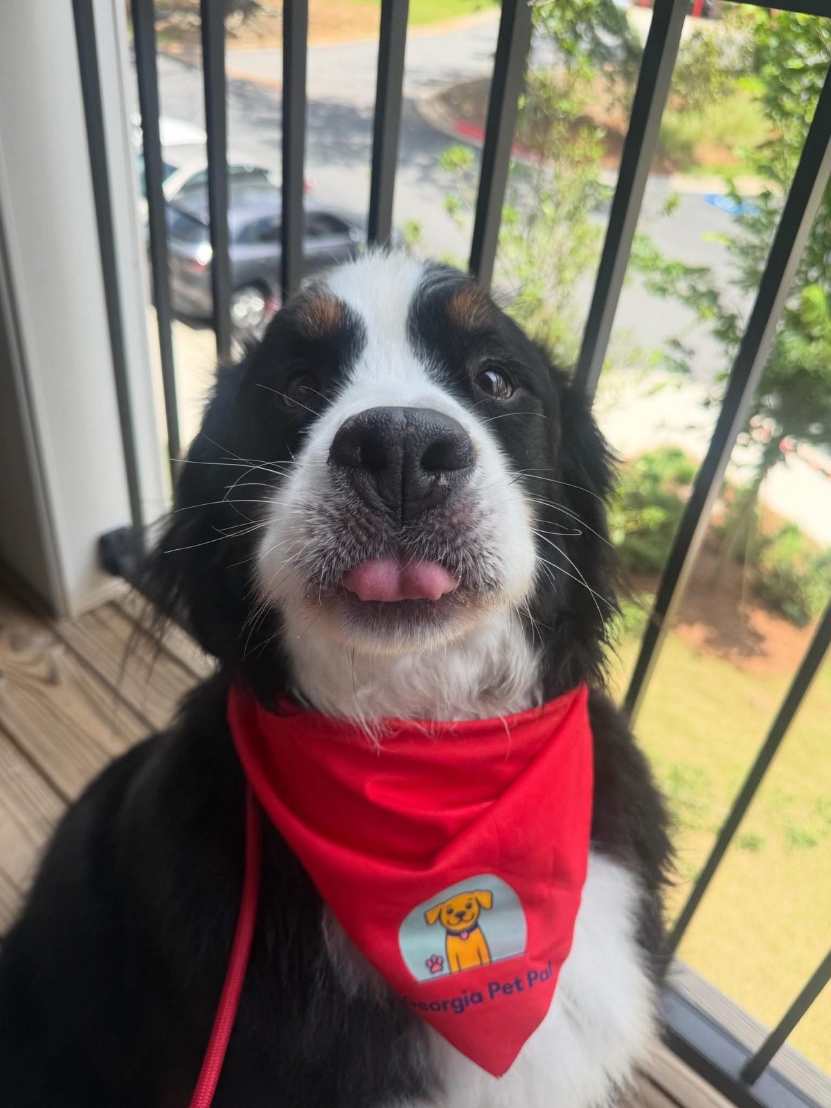 A happy dog on the balcony, ready for a visit